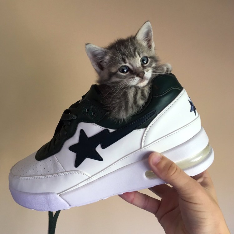 Модные коты