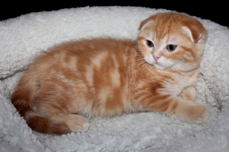 Шотландский скоттиш фолд рыжий