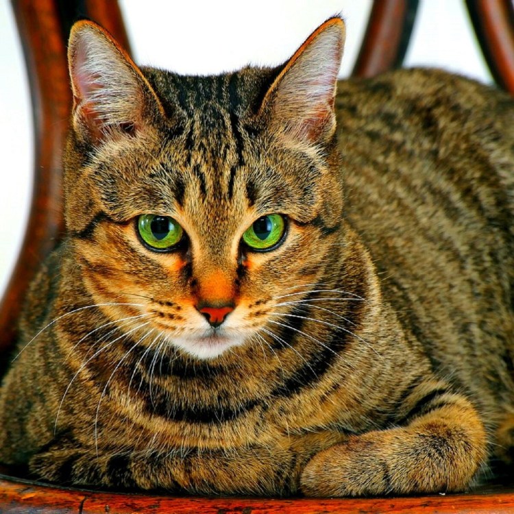 Котята породы Серенгети