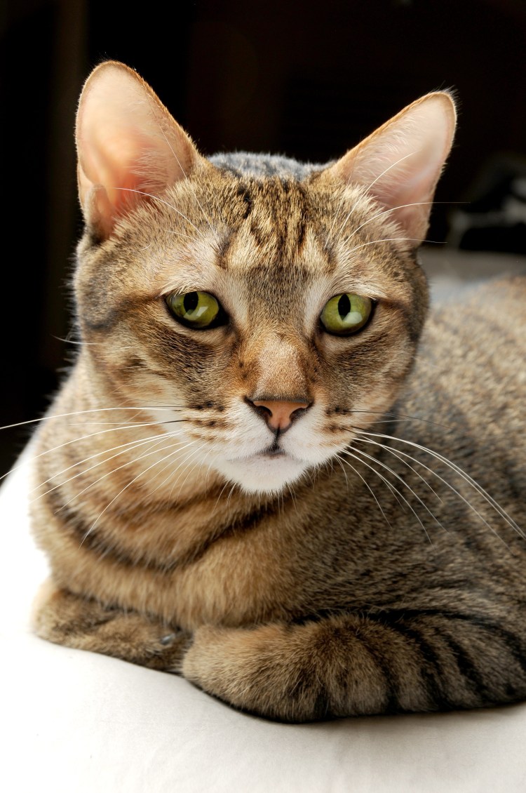 Полосатый котенок