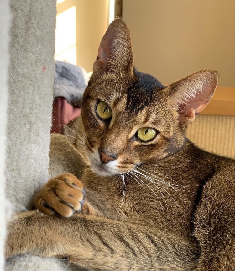 Канаани или Ханаани