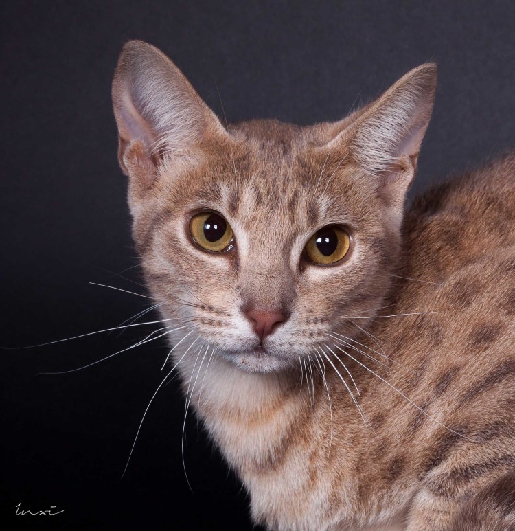 Серенгети - порода котов.