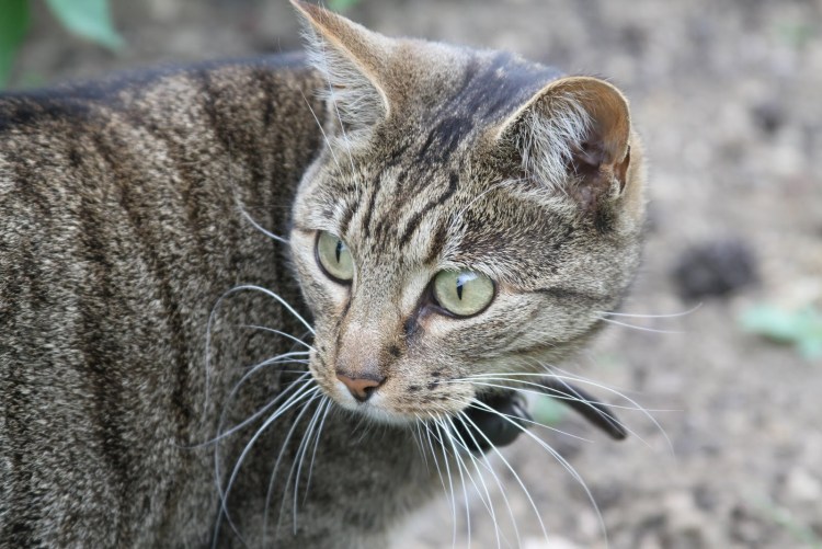 Серенгети (порода кошек)