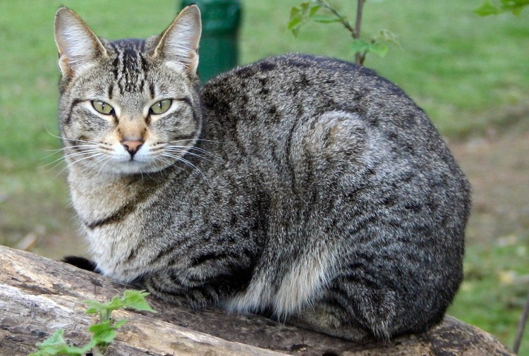 Брэмбл порода