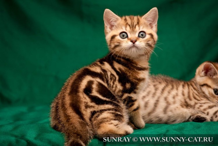 Британец мраморный табби золотой