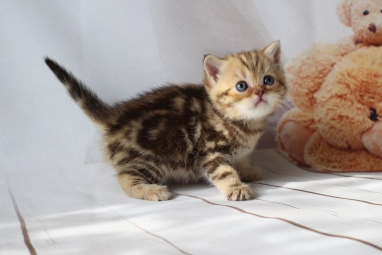 Мраморные Шотландские котята прямоухие