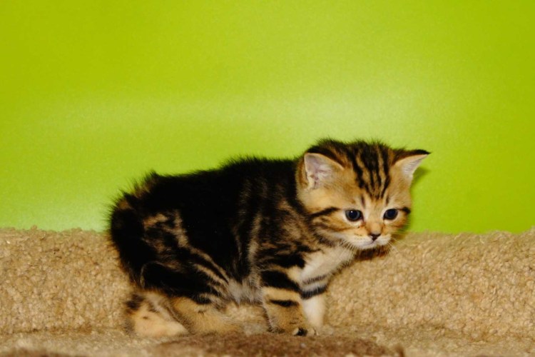 Окрас: Bri NY 22 - черный золотой мраморный