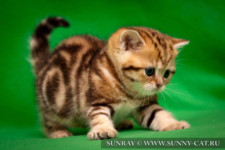 Скоттиш фолд Браун табби мраморный
