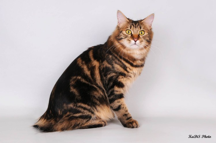 Мраморные вислоухие котята