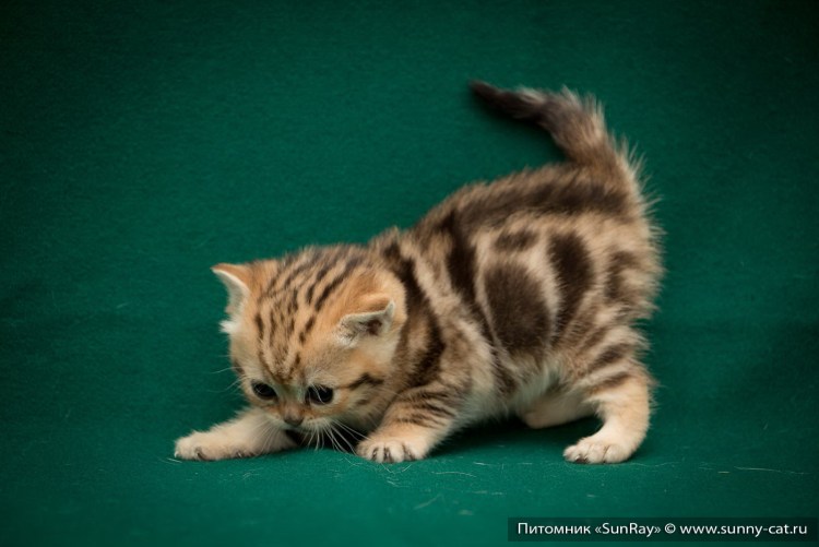 Мраморный британец котенок