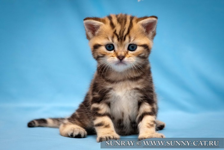 Окрас мрамор спина