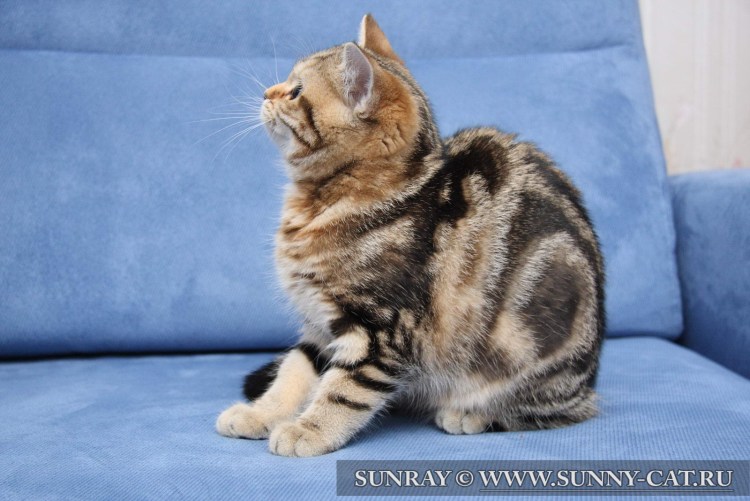 Черный мраморный Браун табби