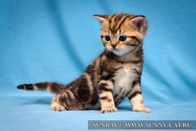 Черный мрамор на золоте шотландец