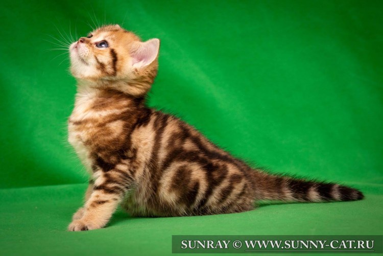 Британский вислоухий кот золотой мрамор