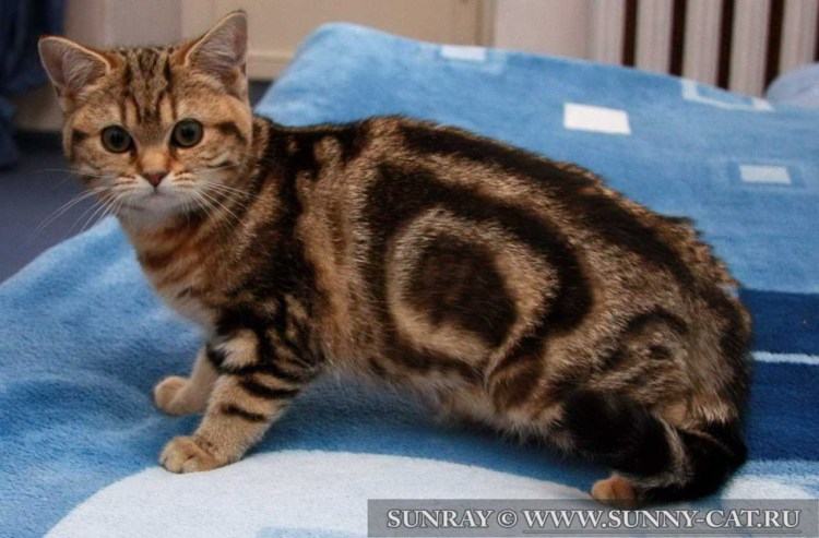 Окрас: Bri NY 22 - черный золотой мраморный