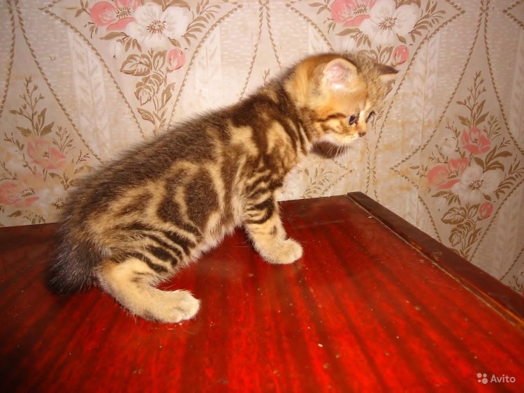 Золотой мраморный британец