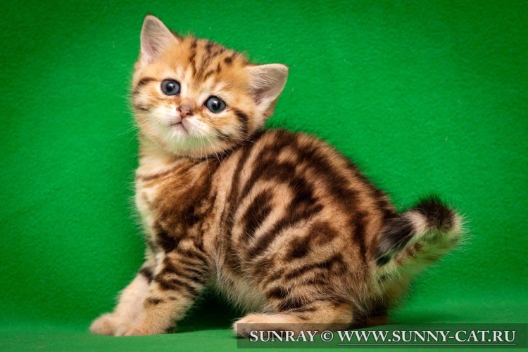 Скоттиш страйт окрас мрамор на золоте