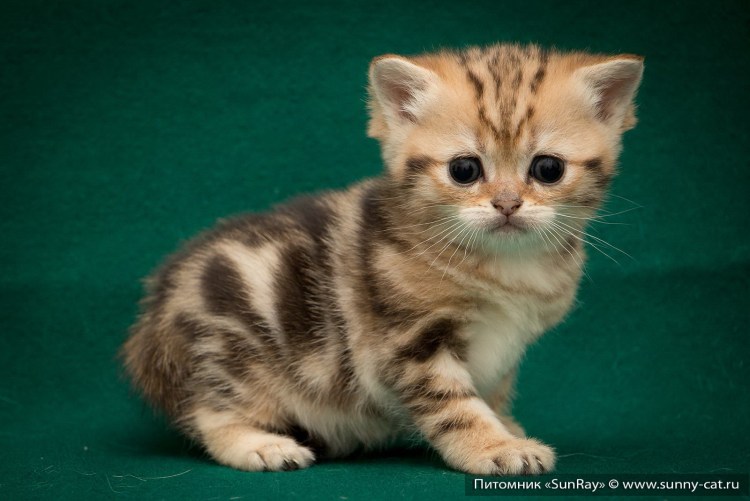 Шотландская вислоухая шоколадный табби