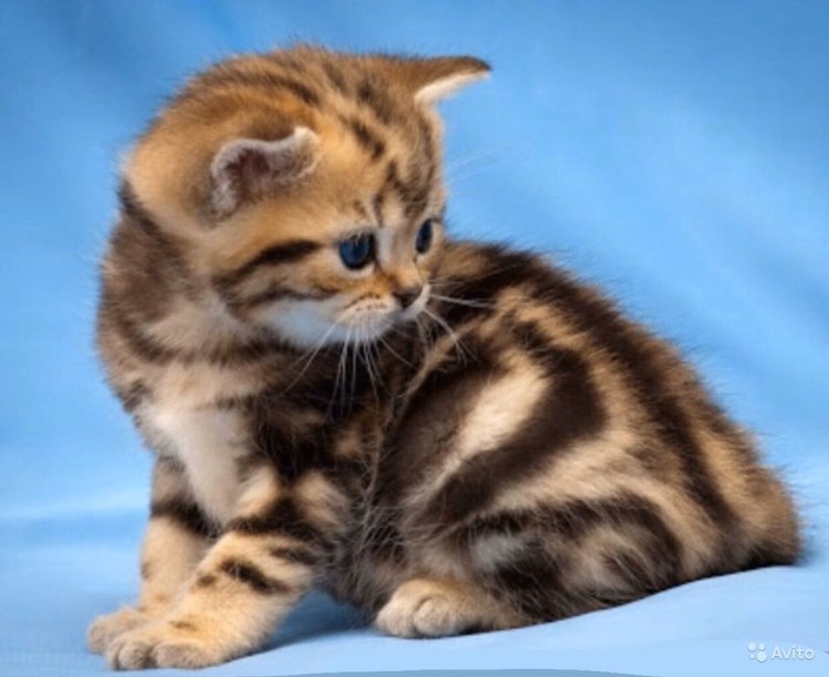 Bri NY 22 окрас