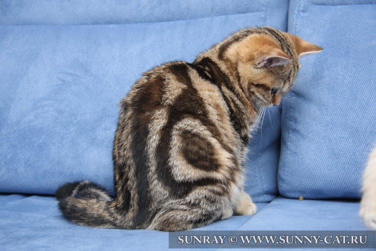 Шотландский страйт золотой мраморный