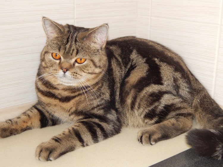 Скоттиш страйт кот мраморный