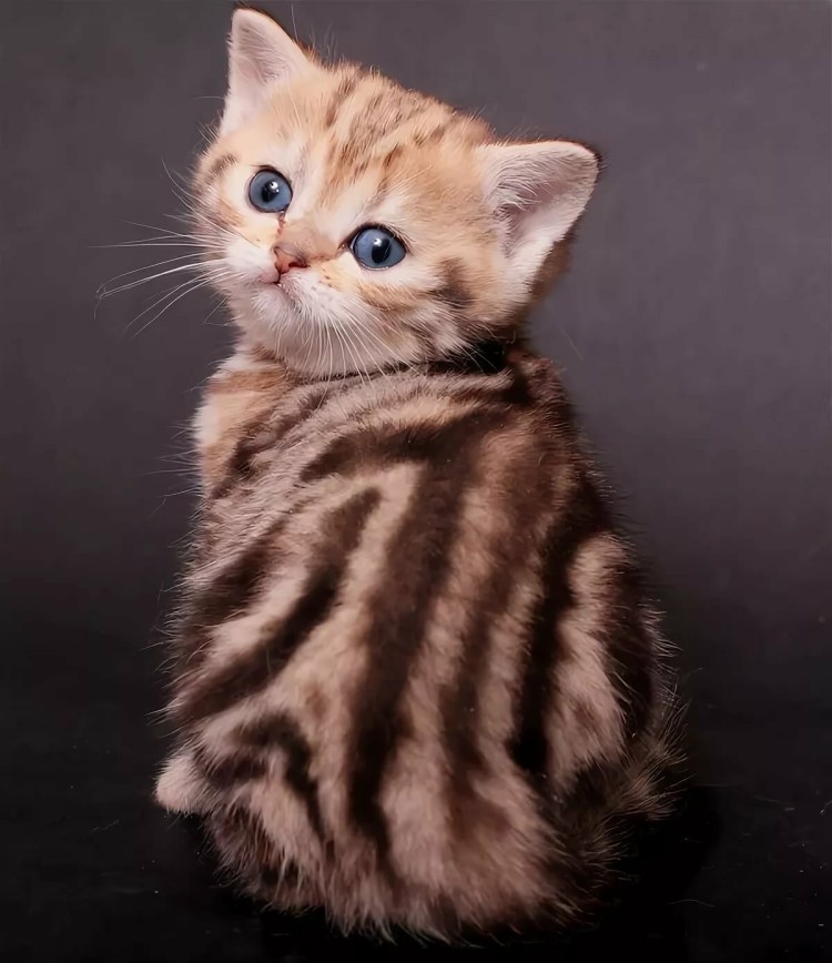 Британец котенок мраморный золотой