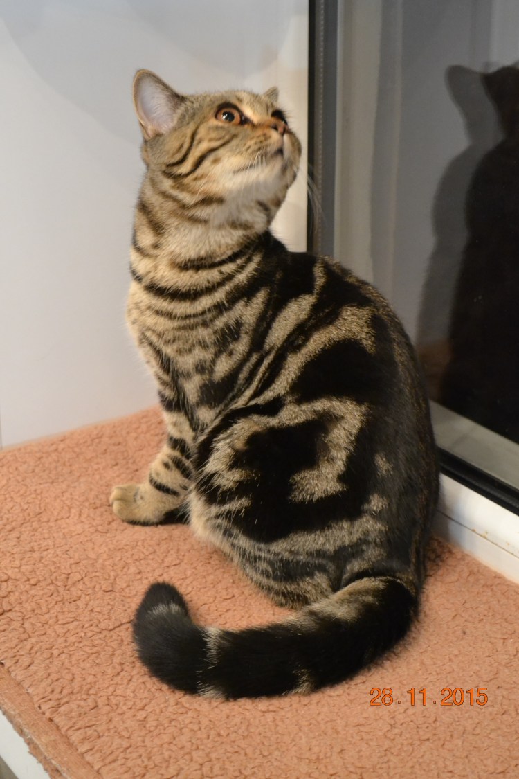 Черный мраморный британец кот