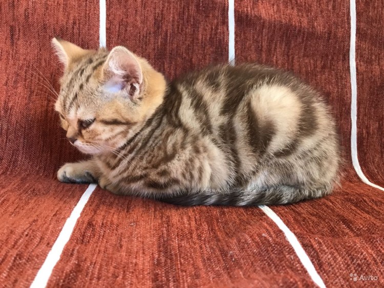 Котенок шоколадный мрамор