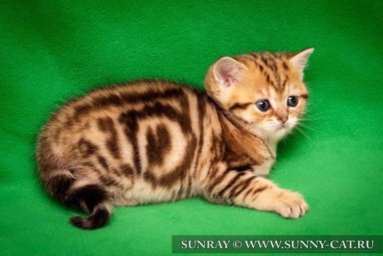 Мраморный табби Браун