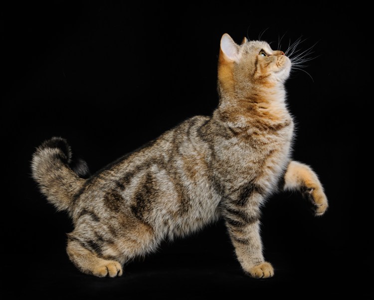 Шотландские котята страйт тигр на золоте