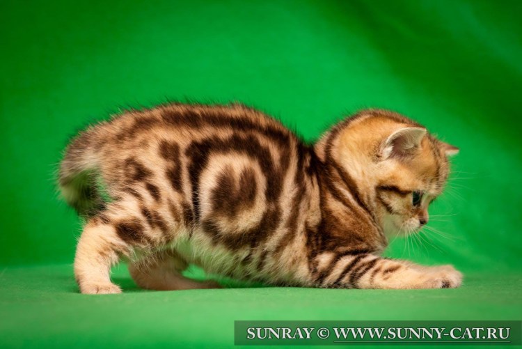 Окраса Bri NY 22 - черный золотой мраморный окрас.