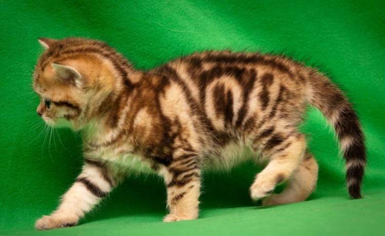 Британец мраморный табби золотой