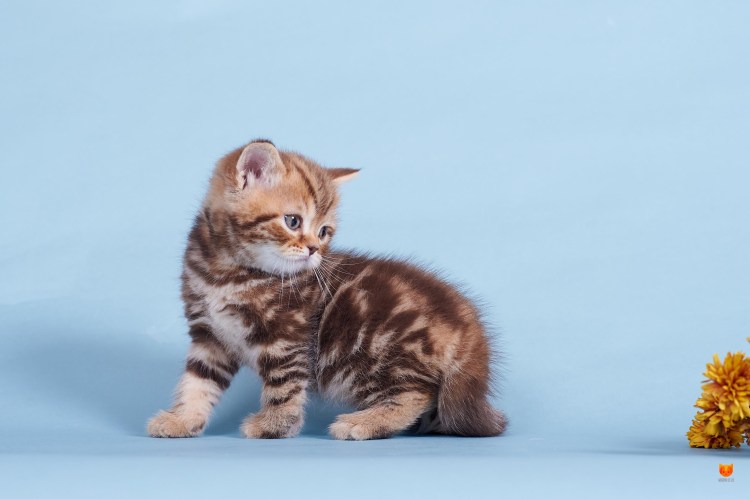 Золотой мрамор шотландец