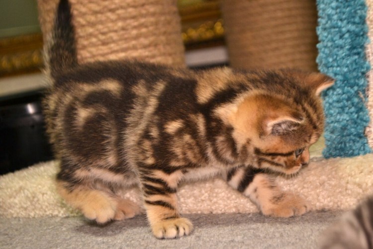 Шотландские котята страйт окрас мрамор на золоте