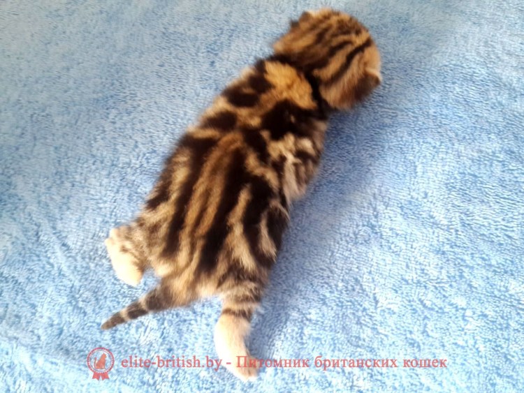 Котята Шотландские вислоухие окрас фолд