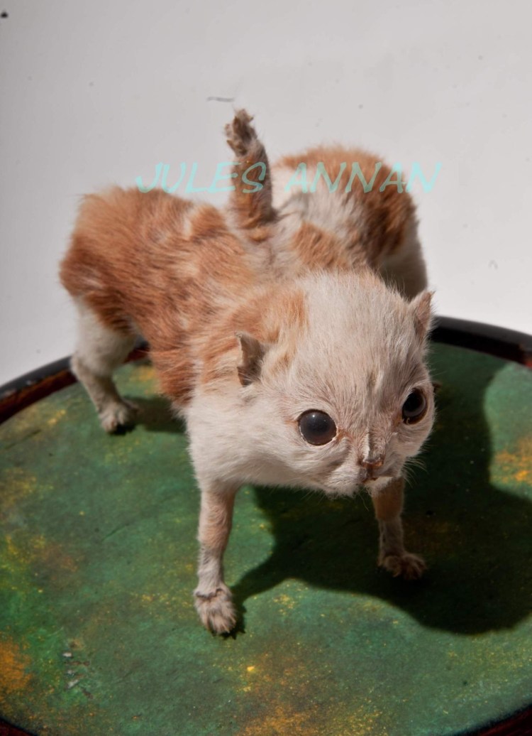 Сиамские Двойчата