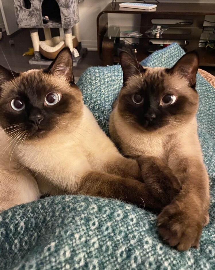 Сиамские Близнецы котята