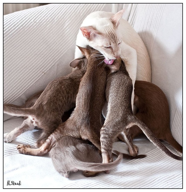 Сиамская кошка сиамский близнец