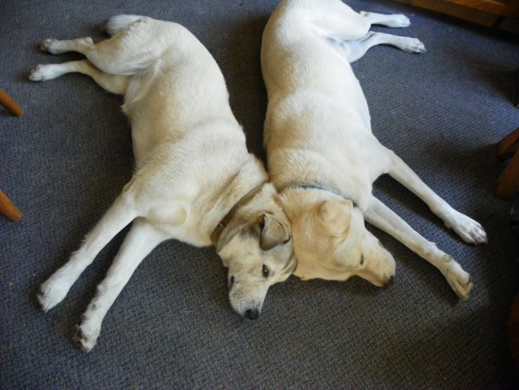 Два одинаковых кота