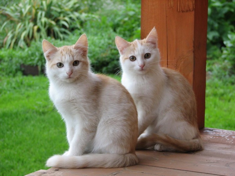 Сиамский близнец кот