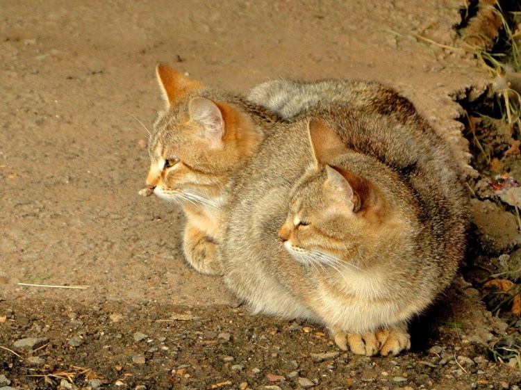 Дицефалами тетрабрахиусами