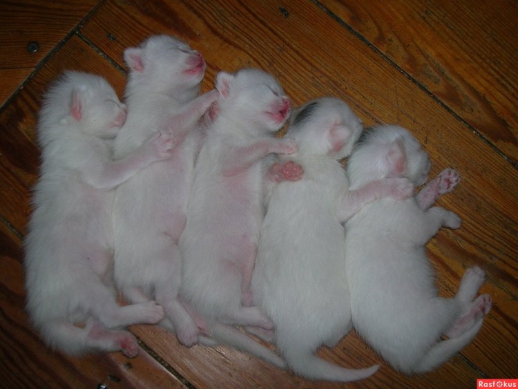 Сиамские Близнецы животные кошки