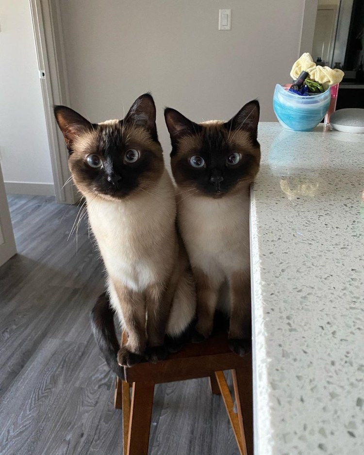 Котята Близнецы и бигля Близнецы и ежики Близнецы