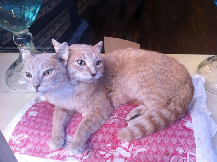 Сиамские Близнецы котята