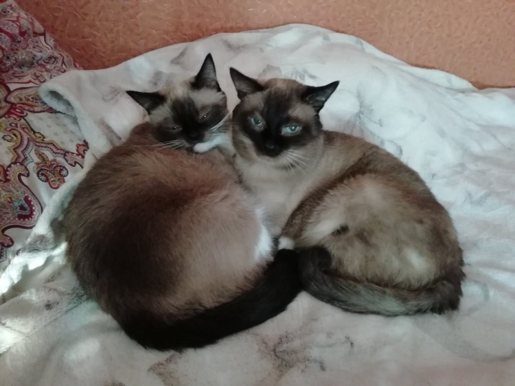 Сиамская кошка сиамский близнец