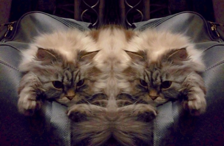 Сиамские Близнецы животные