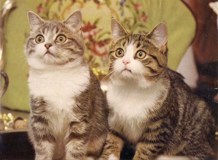 Сиамский близнец кот