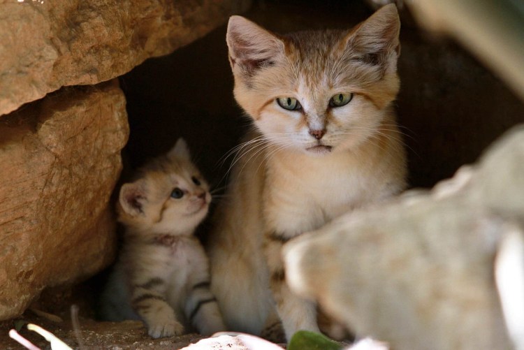Песчаные кошки (барханный кот)