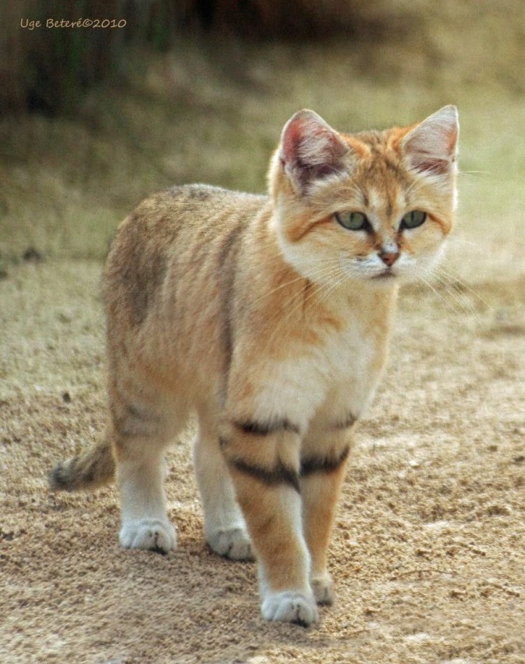 Барханный песчаный кот