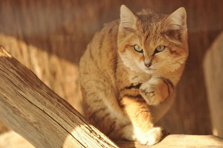 Барханный кот,песчаный кот,арабский
